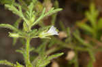 Narrowleaf paleseed